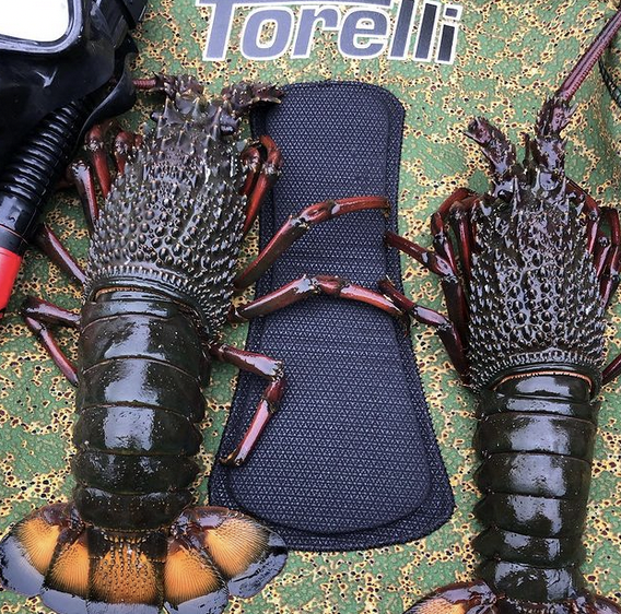 TORELLI  GooDoo Opencell Wetsuit 3.5mm FREE LUBE OFFER!