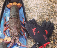 HAMMERHEAD Dyneema Gloves